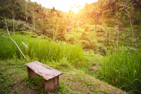 Lush rice fields plantation on Bali island, Indonesiaの写真素材