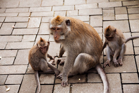 Mother monkey with her babies sitting on pavement on Bali, Indonesia