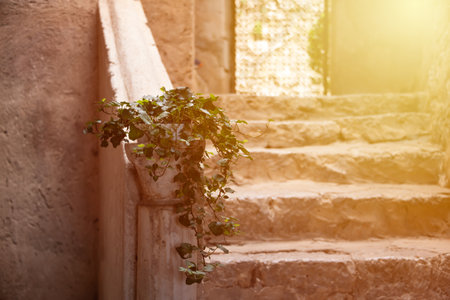 Old stone staircase st house enterance and a plant in a vase