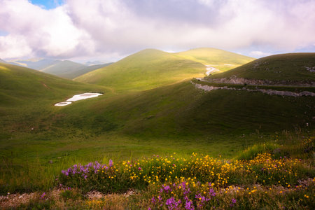 Green hills with flowers in beautiful warm light