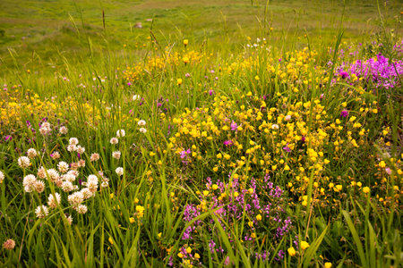 Green hills with flowers in beautiful warm light