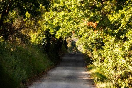 Road in a tree tunnel among woods, beautiful green forestの写真素材