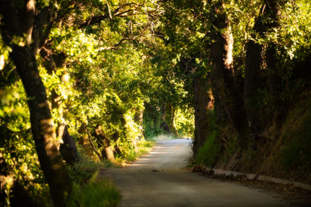 Road in a tree tunnel among woods, beautiful green forestの写真素材