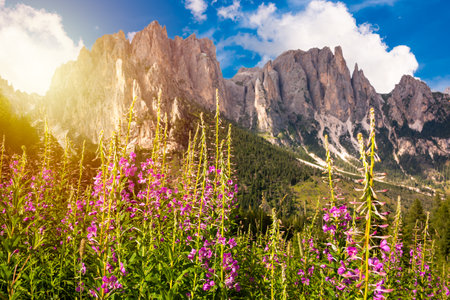 Dolomite alps in Italy, high mountain with flowers in summerの写真素材