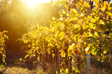 Colorful sunny vineyard in autumn with yellow leavesの写真素材