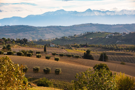 Agricultural land on hill with vineyard in autumn. Countryside landscape
