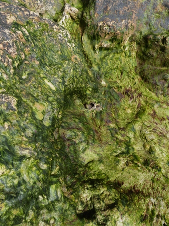 Stone in algae and shells. Background texture on rocks at low tide