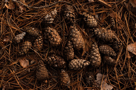 Pine cones scattered on a forest floor covered with fallen pine needlesの写真素材
