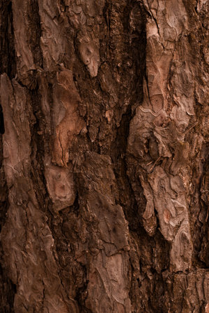 Pine bark â a natural material with unique texture, perfect for decoration, soil mulching, and landscape designの写真素材