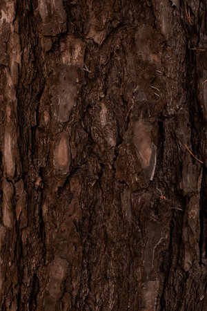 Pine bark â a natural material with unique texture, perfect for decoration, soil mulching, and landscape designの写真素材