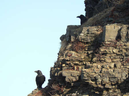 Black crows watch from the cliff. silhouette image with sky backgroundのeditorial素材