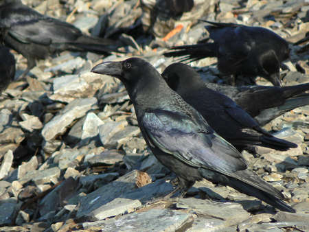 a group of black crows on a rocky beachのeditorial素材