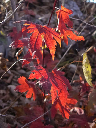 red autumn leaves illuminated by the sun close up on the grass background