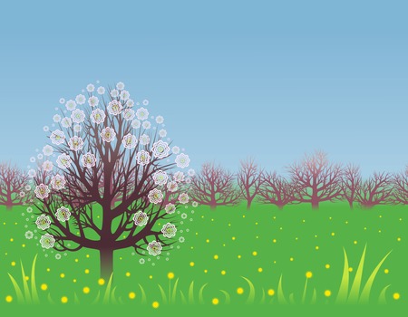 Flowering fruit tree and yellow dandelions on a green lawnのイラスト素材