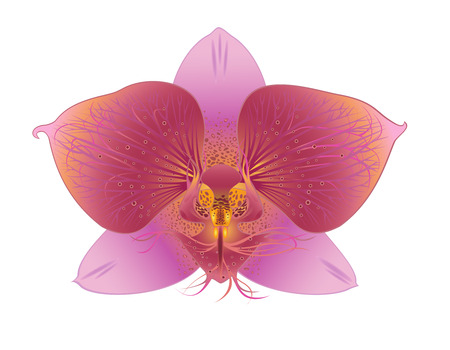 One flower of orchid on a white backgroundのイラスト素材