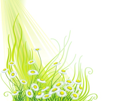 Background with green grass and white flowersのイラスト素材