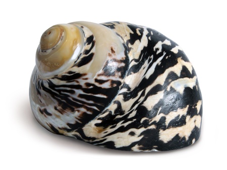 White and dark brown seashell on the white background