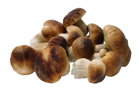 Fresh mushrooms (boletus edulis) isolated on white backgroundの写真素材