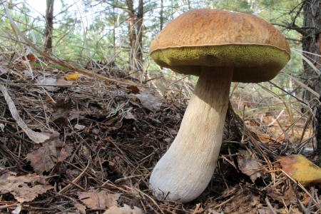 large CEP (boletus edulis)  is in the autumn sunny forestの写真素材
