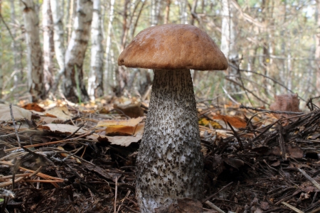 Mushroom (leccinum) is in the autumn birch woodの写真素材