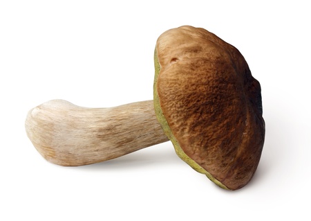 One fresh mushroom (boletus edulis) on white backgroundの写真素材