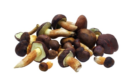 Fresh mushrooms (xerocomus badius) isolated on white backgroundの写真素材