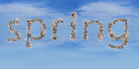Word quotspringquot made of white apricot tree flowersの写真素材