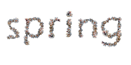 Word quotspringquot made of white apricot tree flowersの写真素材