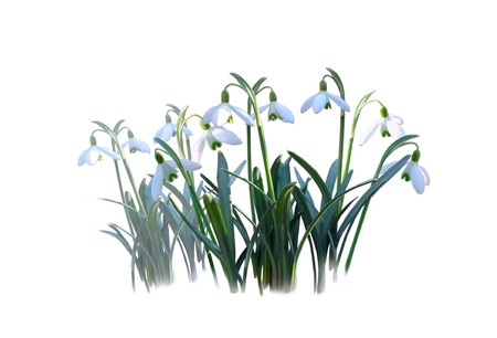 White snowdrops crocuses on white backgroundの写真素材