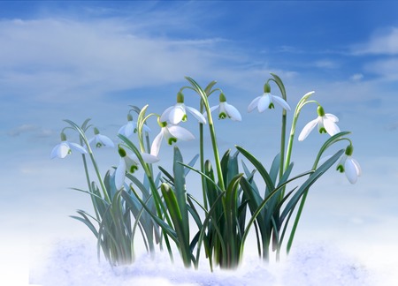 White snowdrops on blue sky backgroundの写真素材