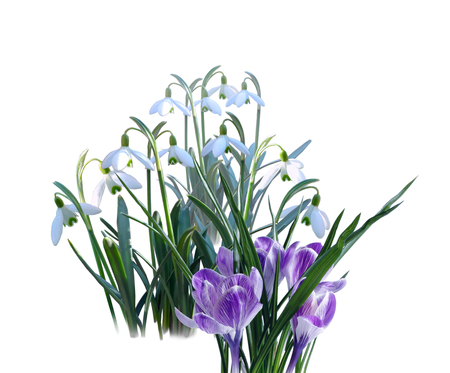 White snowdrops and purple crocuses on white backgroundの写真素材