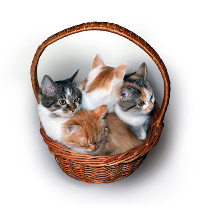 Four small cute colorful kittens sit in a basketの写真素材