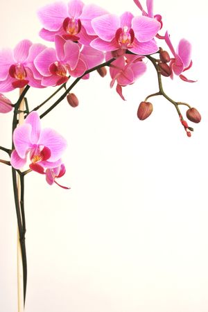 pink orchidの写真素材