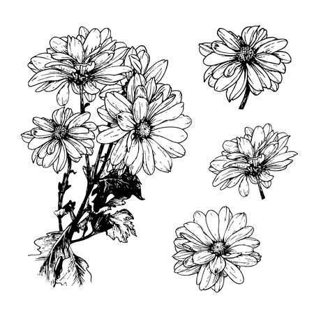Chrysanthemum flowers set. Vector linear botanical illustration. Realistic natural sketch graphics. Isolated element.のイラスト素材