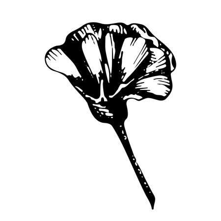 A bud of a blossoming flower. Vector linear illustration. Black and white graphics. Natural plant daisy.のイラスト素材