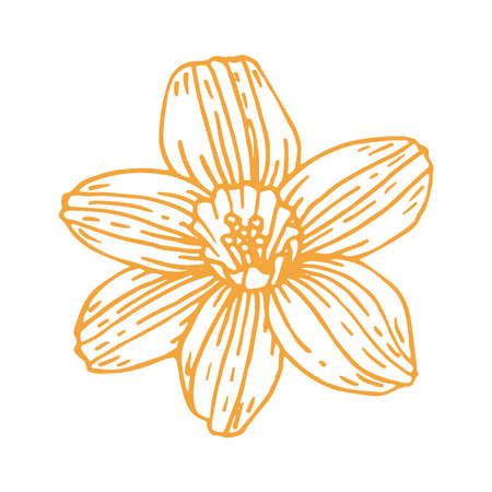 Spring flower bud daffodil line art. Hand drawn vector illustration. Botanical graphics simple sketch. Floral design element isolated.のイラスト素材