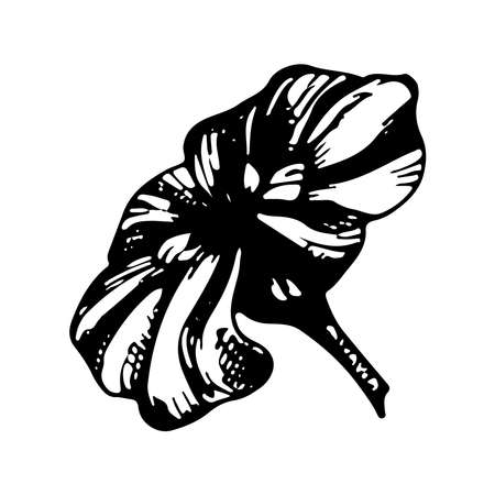 Blooming daisy flower bud. Vector linear illustration. Black and white graphics. Natural plant.のイラスト素材