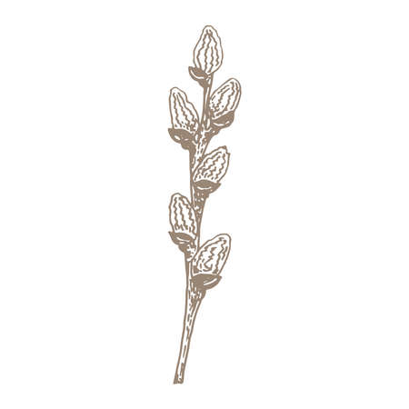 Spring branch of pussy willow line art. Hand drawn flower vector illustration. Botanical graphics simple sketch. Floral design element isolated.のイラスト素材