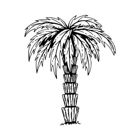 Palm. An exotic plant on a summer beach. Hand drawn thin line art vector illustration. Isolated simple doodle element.のイラスト素材
