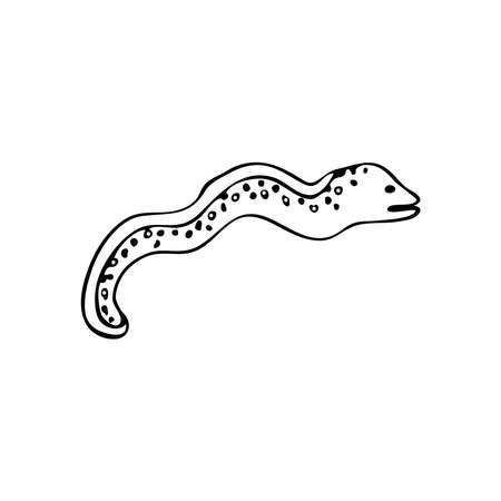 Doodle sea snake, moray eel fish. Inhabitant of the coral reef. Animal of the ocean, seabed, oceanarium. Hand drawn thin line art vector illustration. Isolated simple element.のイラスト素材