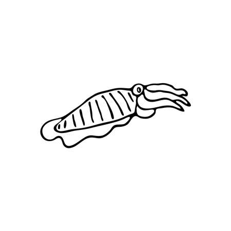 Doodle sea cuttlefish. Inhabitant of the coral reef. Mollusk animal of the ocean, seabed, oceanarium. Hand drawn thin line art vector illustration. Isolated simple element.のイラスト素材