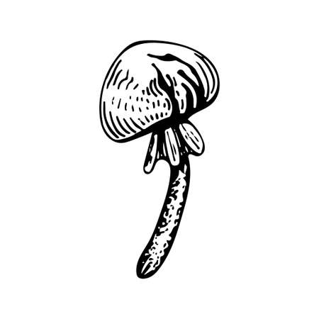 Poison mushroom. Fly agaric red, toadstool in sketch style. Deadly fly agaric. Dangerous forest mushroom. Black and white line art hand drawn vector. Psychedelic mushroom.のイラスト素材