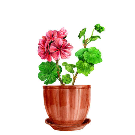 Blooming geranium in a ceramic pot. Hand drawn watercolor painting isolated on white background. Red pelargonium flower postcard. Botanical design element. houseplants. Fragrant bouquet.の写真素材
