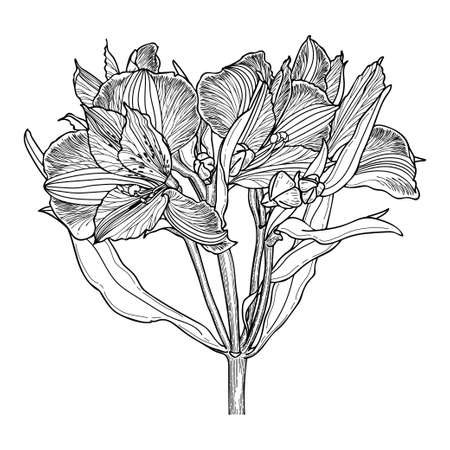 Alstroemeria flower vector line art. Beautifully flowering herbaceous plant. garden blooming flowers. Bouquet hand drawn graphic black and white illustration.のイラスト素材