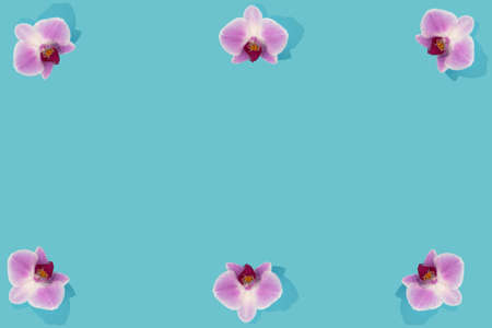 Six pink phalaenopsis orchid blooms on blue background. Orchid flower flat lay.の写真素材