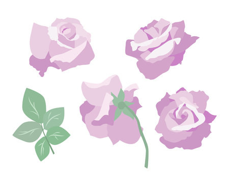 Set of pink and purple roses with leaves on a white background.のイラスト素材
