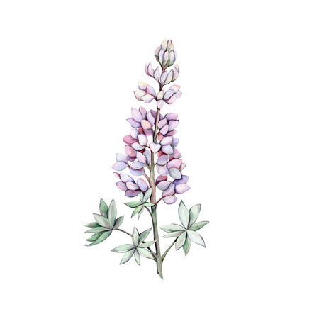 Watercolor lupine bouquet. Hand drawn illustration isolated on white backgroundの写真素材