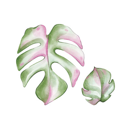 Watercolor monstera leaves isolated on white background. Hand drawn illustrationの写真素材
