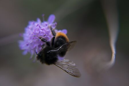 Macro shot honeybee collecting pollenの写真素材