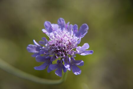 Macro shot lila flowerの写真素材